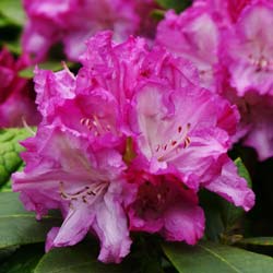 Rhododendron nain mauve